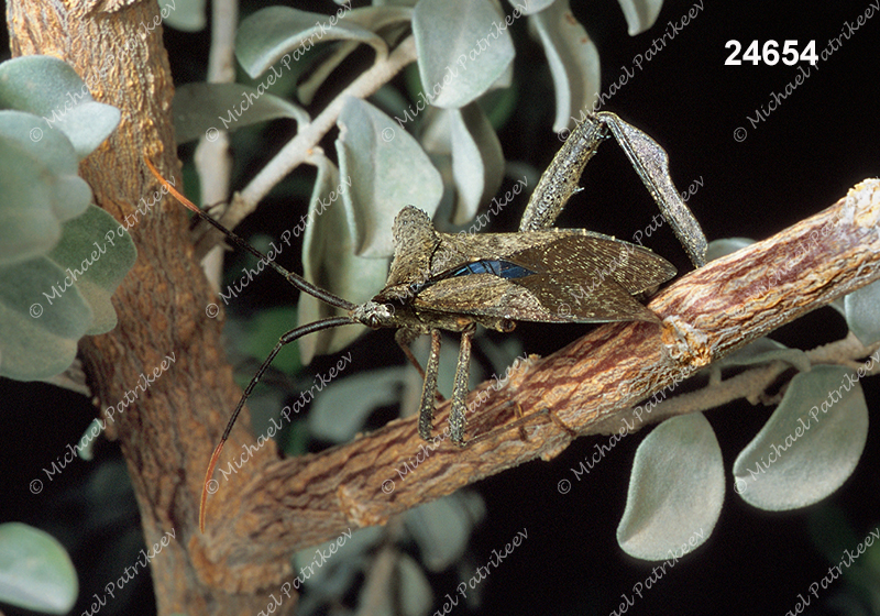 Giant Leaf-footed Bug (Acanthocephala declivis, Coreidae)